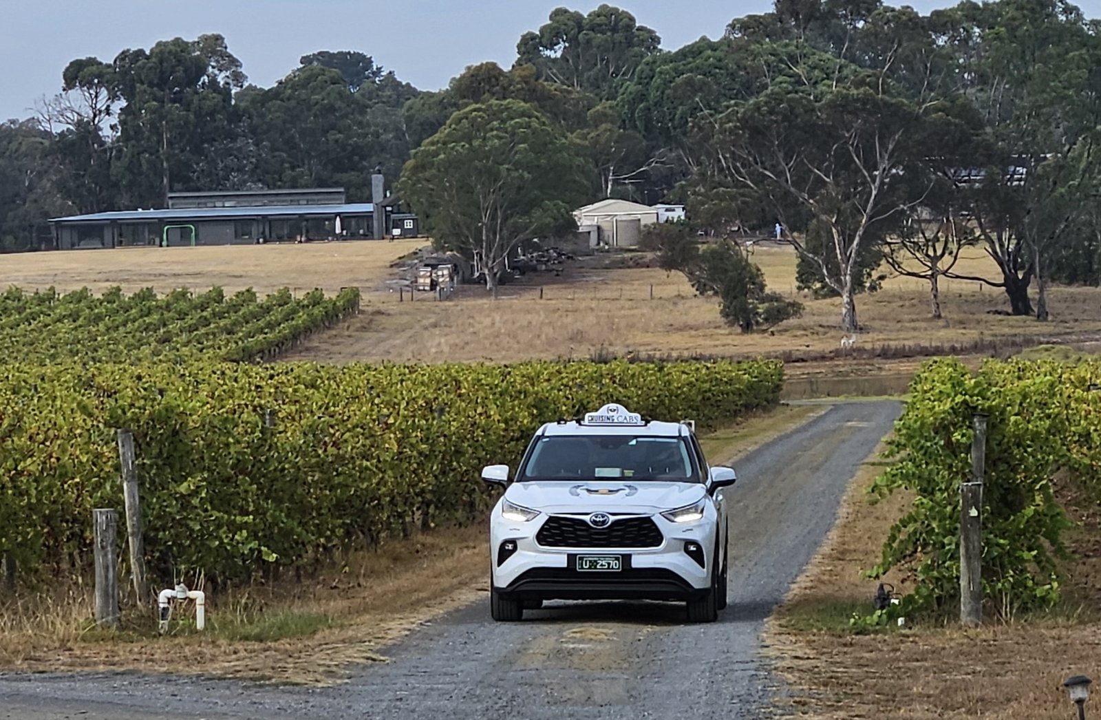 Premier Winery Tours in Geelong